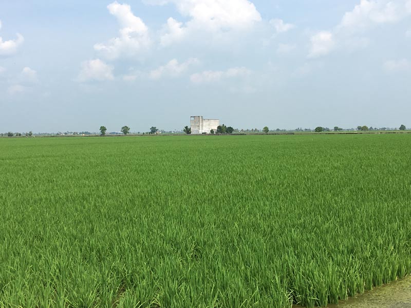 Swiftlet House in Sekinchan