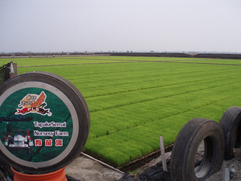 Sekinchan Rice Paddy Gallery