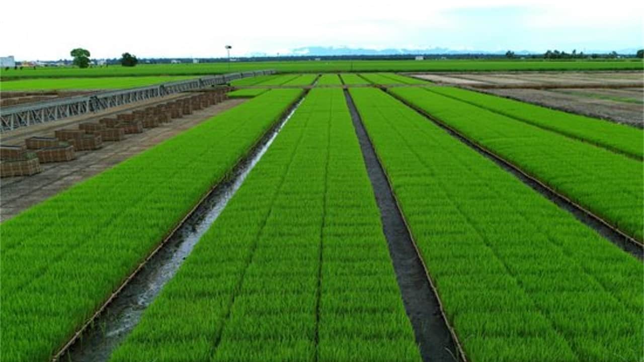 Sekinchan Paddy Gal;ery